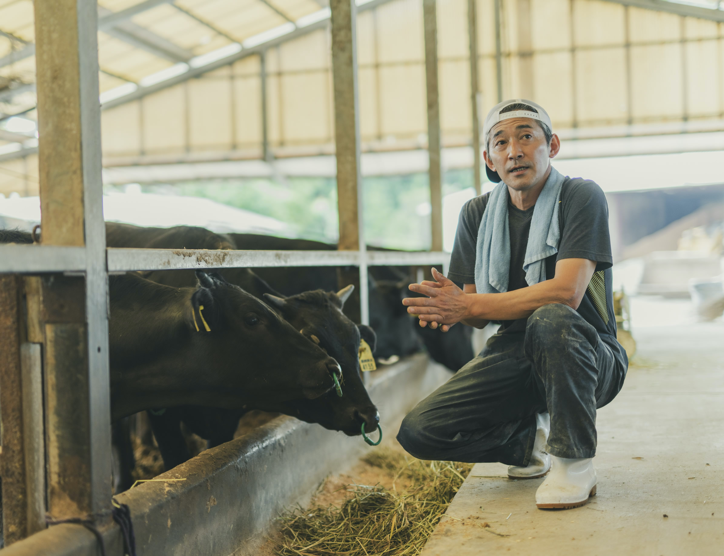 牛舎で給餌中の北嶋畜産の農家さん