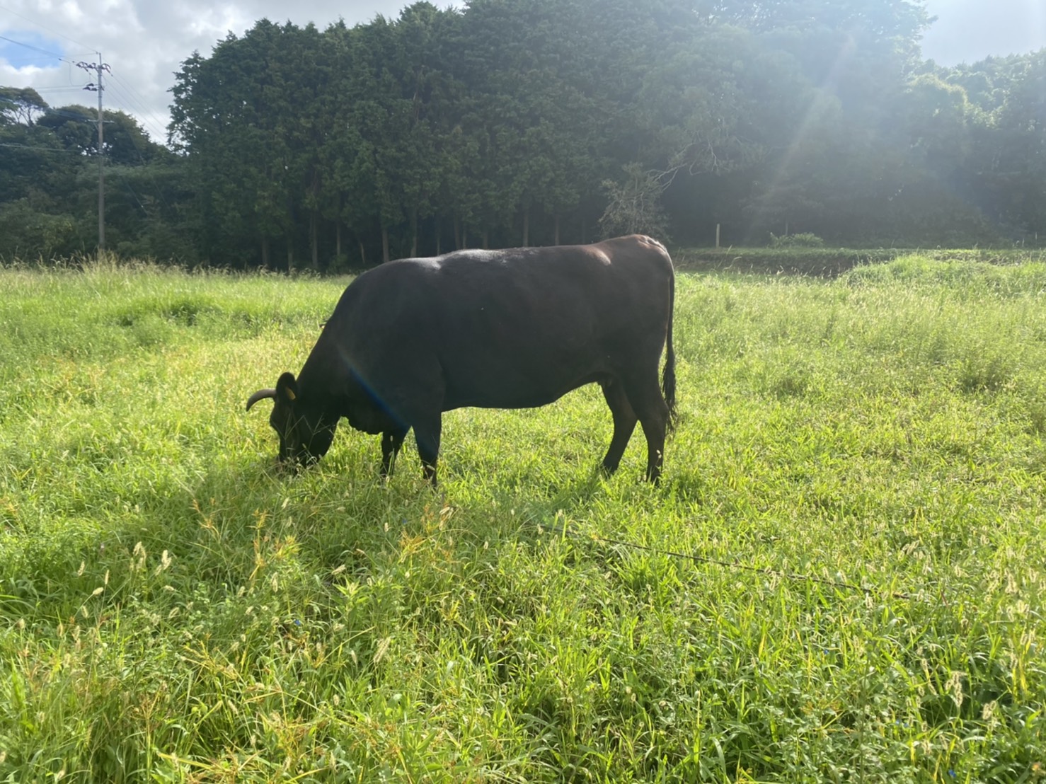 草を食む大浦畜産の黒毛和牛