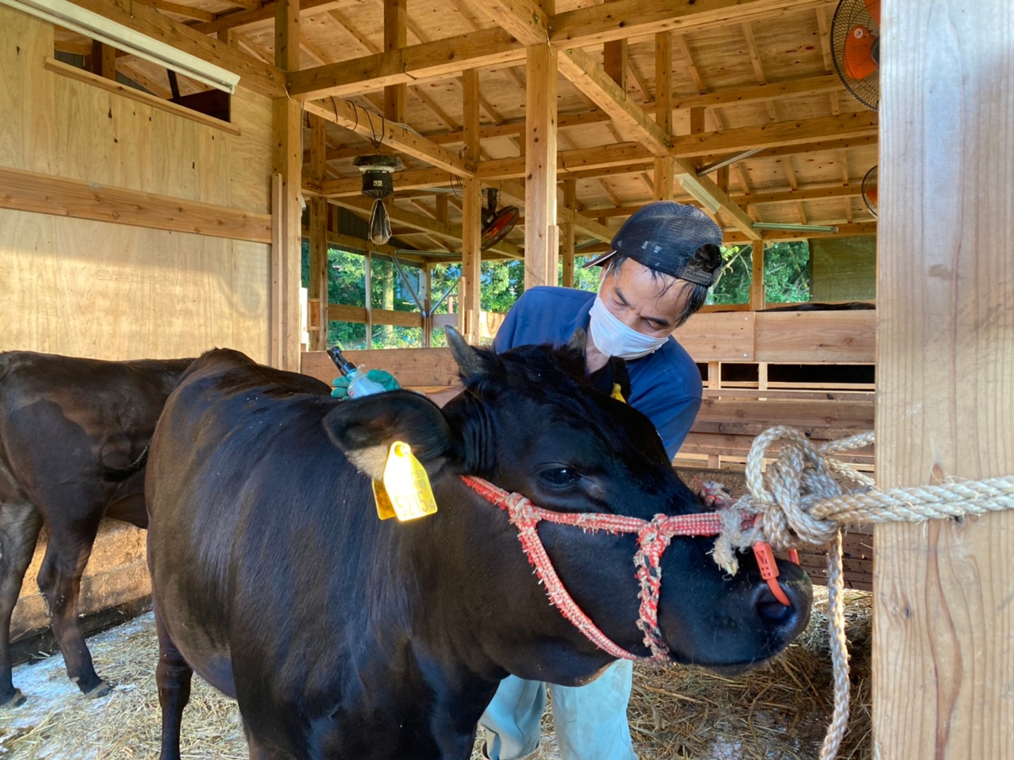 黒毛和牛と世話をする農家さん