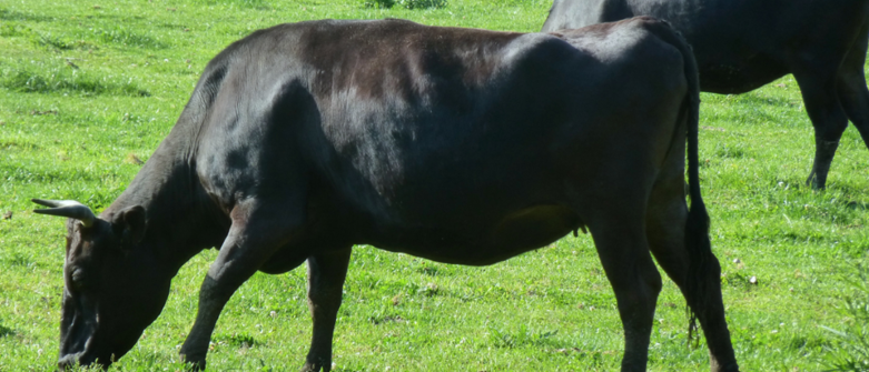 カットされ、皿に盛られたサシの入った牛肉